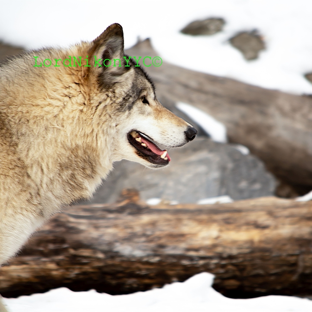 24x 36" Wolf profile canvas poster